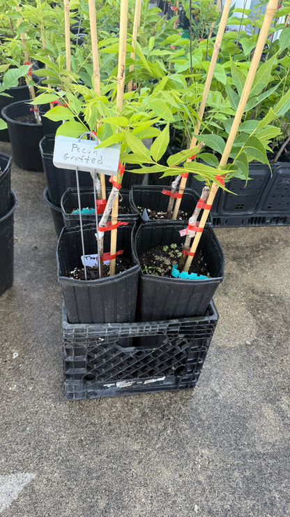 Pecan Trees-Grafted Commercial Quality Pecans Nuts in about 5 years vs 10+, 6x16 tree pots
