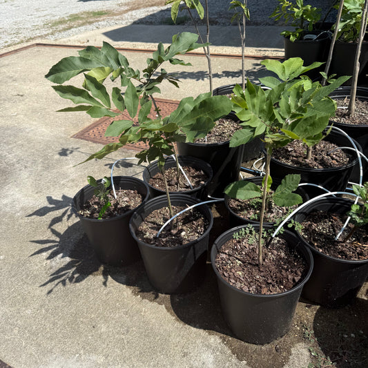 Pecan Tree Seedling- from a "Deer Stand", Ultra-Northern Variety