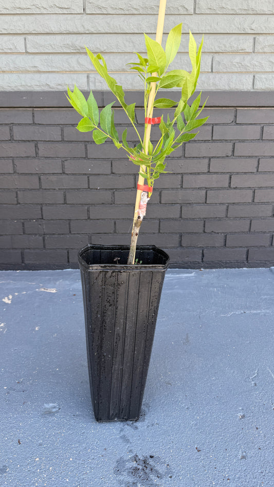 Pecan Trees-Grafted Commercial Quality Pecans Nuts in about 5 years vs 10+, 6x16 tree pots