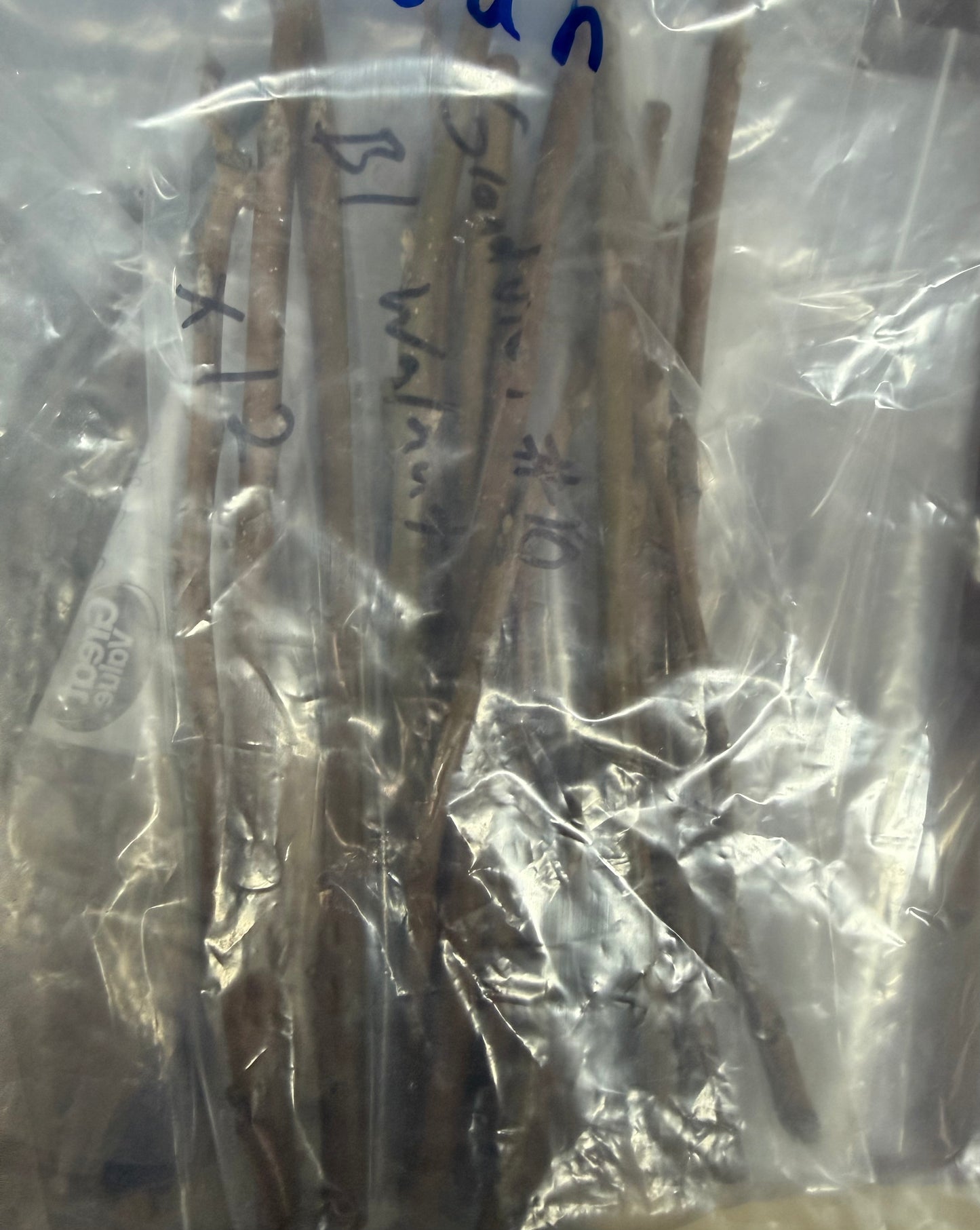 Black Walnut-Grafting Scion-1 Stick