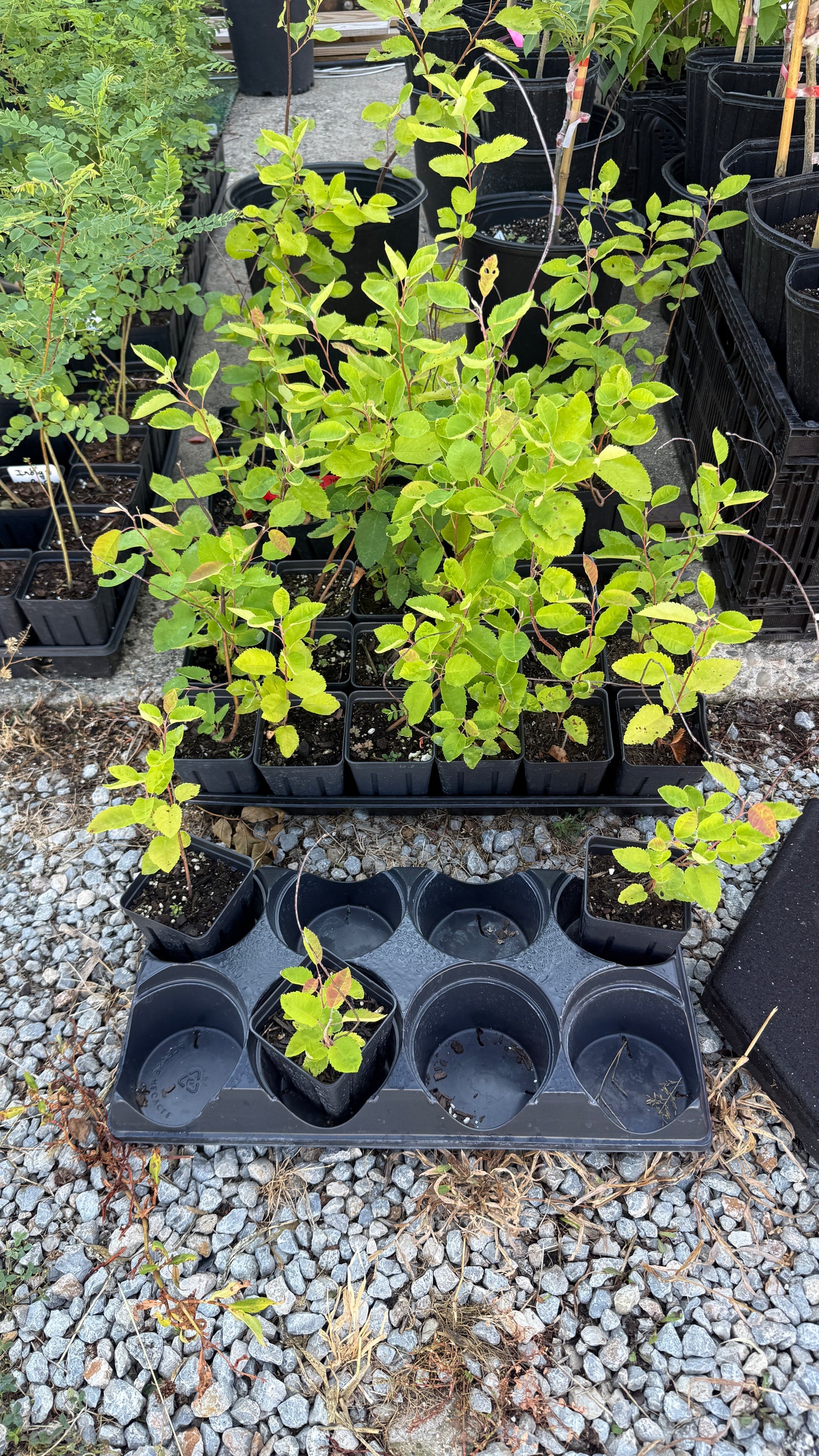 (1) 10-12” Downy Service Berry Bush/Tree-Attracts Butterflies, Great Fruit (better than Blueberries) & Beautiful! (4x5 pots)