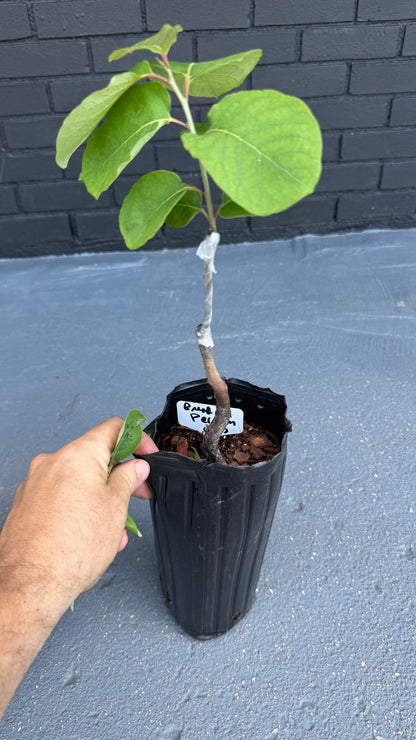 Bread Roll- Grafted 26-28” Tall in a 4x12” tree pot (Copy)
