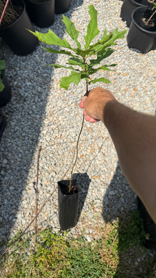 Pin Oak- One of the Prettiest Oak Trees, 2.5-3 ft tall, 4x12 tree pots