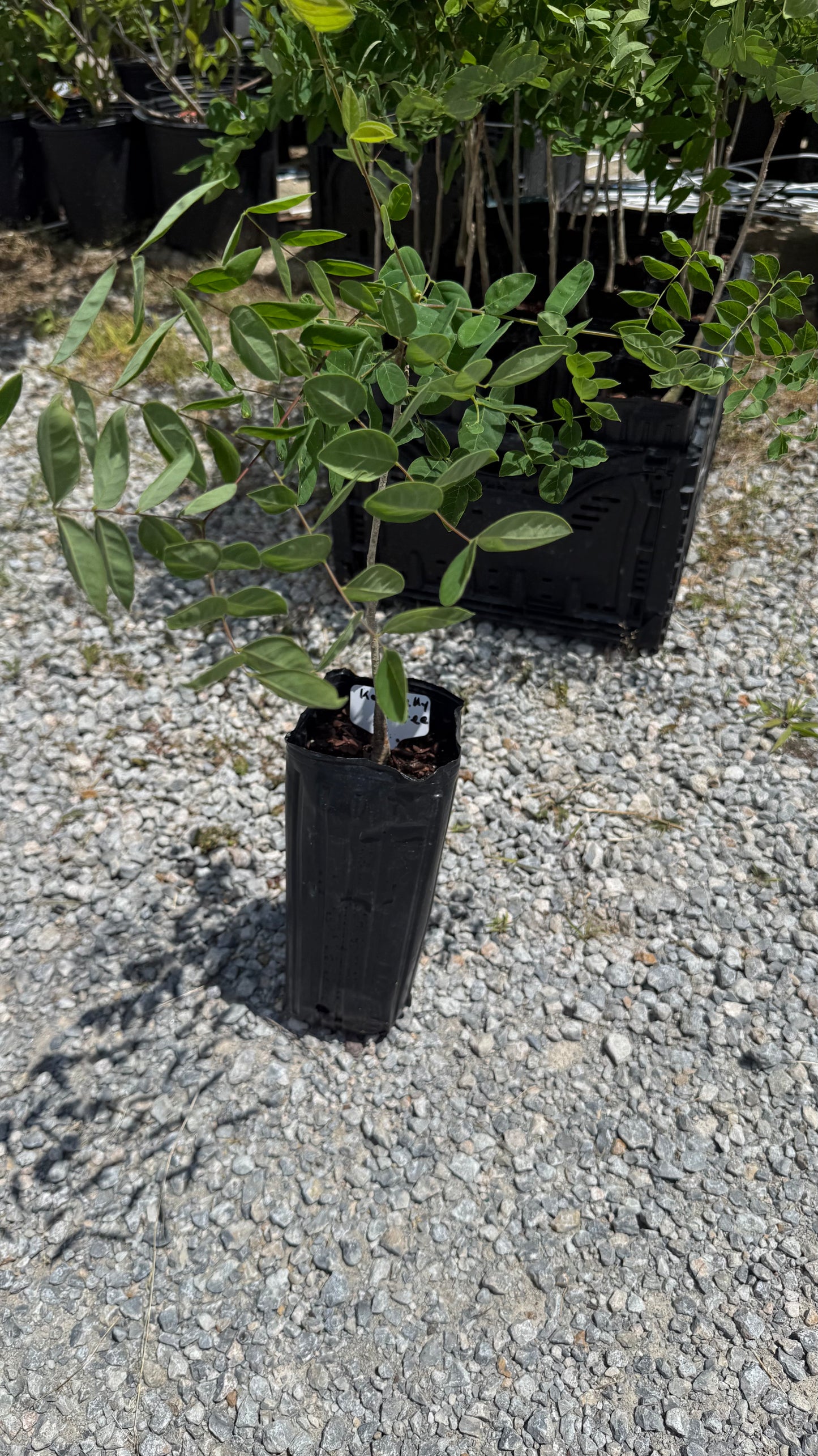 1 Kentucky Coffee Tree 4x12” Tree-pot