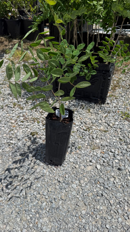 1 Kentucky Coffee Tree 4x12” Tree-pot