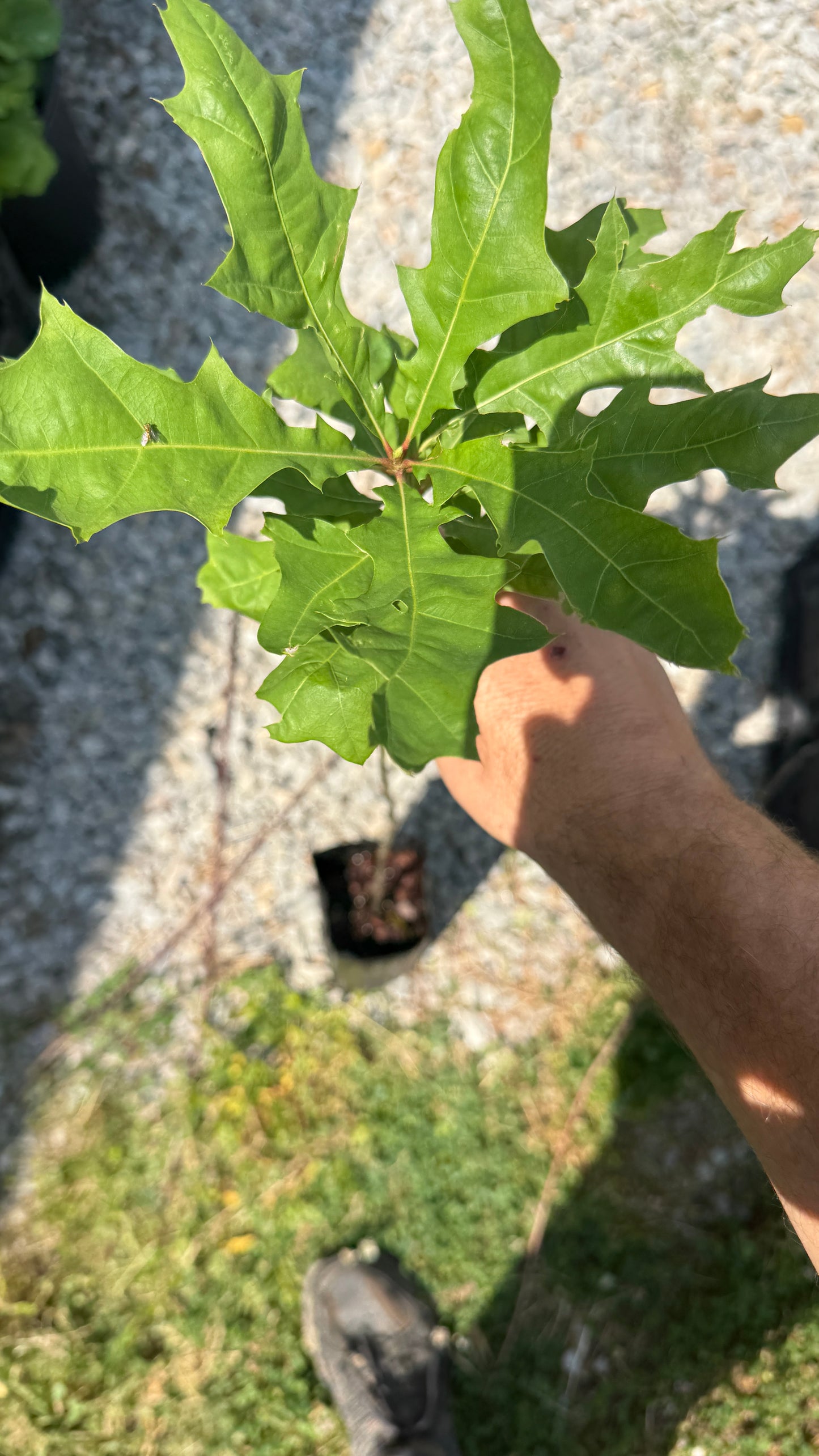 Pin Oak- One of the Prettiest Oak Trees, 2.5-3 ft tall, 4x12 tree pots