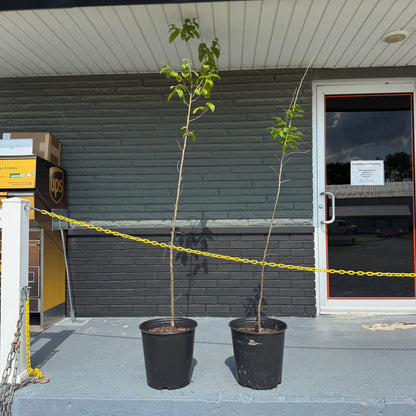 1 - Chinese Chestnut - Deep-rooted Tree 4 ft tall - Late Nut Drop-November, for hunters.