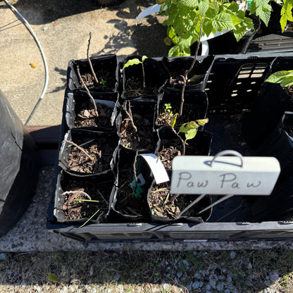 1 Paw Paw Tree- only Organic Pesticides Used, in 12” deep-root pot, 2nd  year tree (Dormant losing/no leaves)