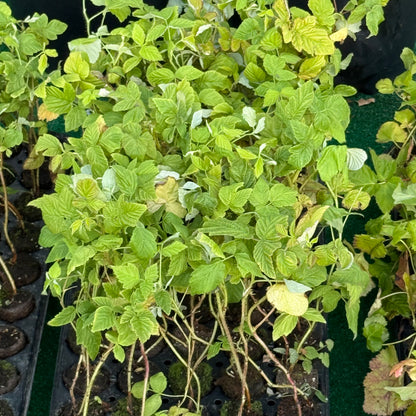 Tray of Kokanee Raspberry Plant Plugs
