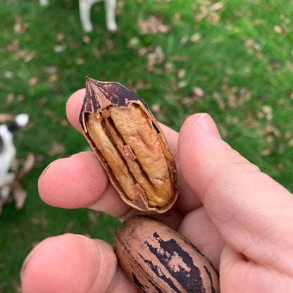 Amish Raised Pecans - Mohawk a Mammoth Pecan larger than Pawnee