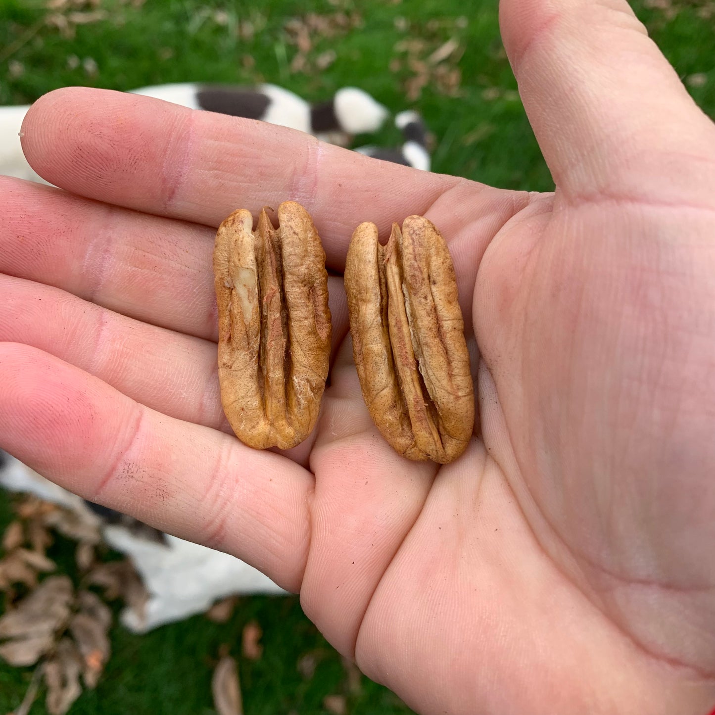 Amish Raised Pecans - Mohawk a Mammoth Pecan larger than Pawnee