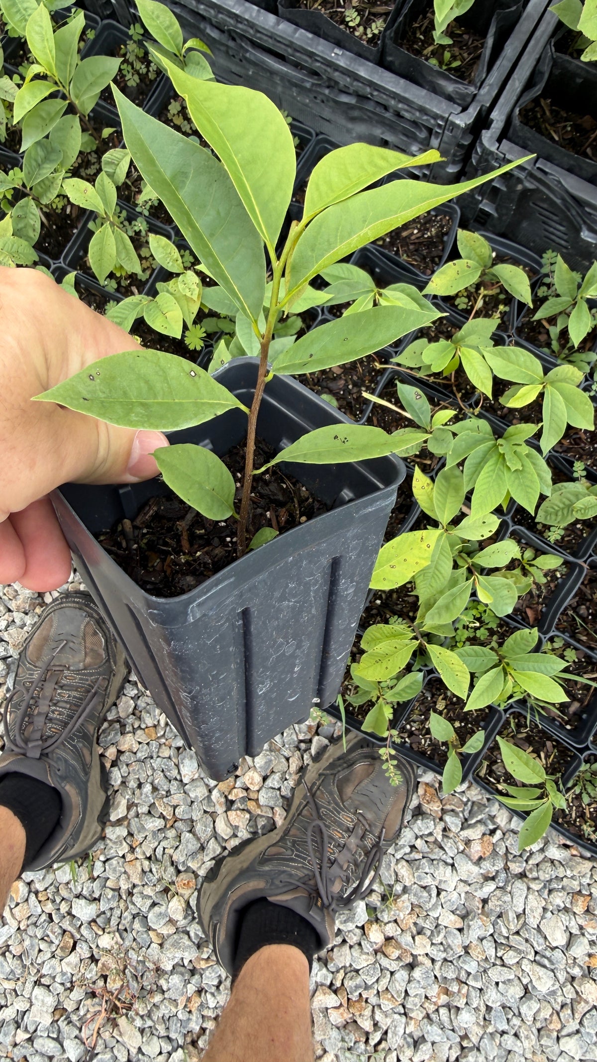 Paw Paw Tree, from great quality grafted orchard seed- 4x5 pots