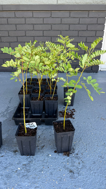 1 Indigo Bush / False Indigo (Amorpha fruticosa-Great for Bees & Butterflies 3.5x5” pots. Use Tea, Cosmetics, dye