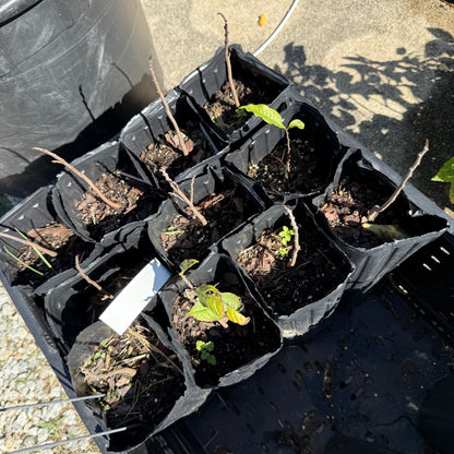 1 Paw Paw Tree- only Organic Pesticides Used, in 12” deep-root pot, 2nd  year tree (Dormant losing/no leaves)