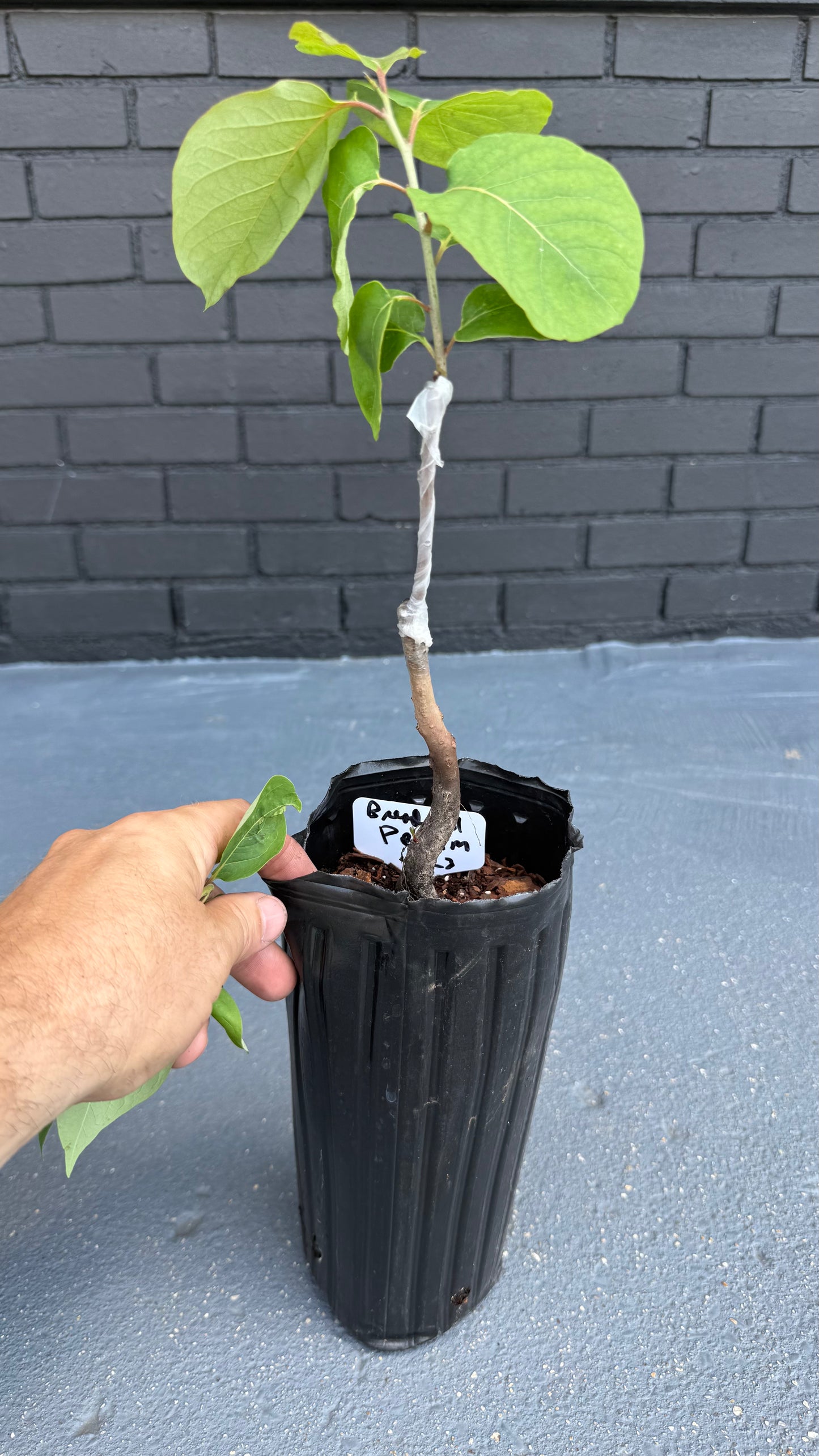 Bread Roll- Grafted 26-28” Tall in a 4x12” tree pot (Copy)