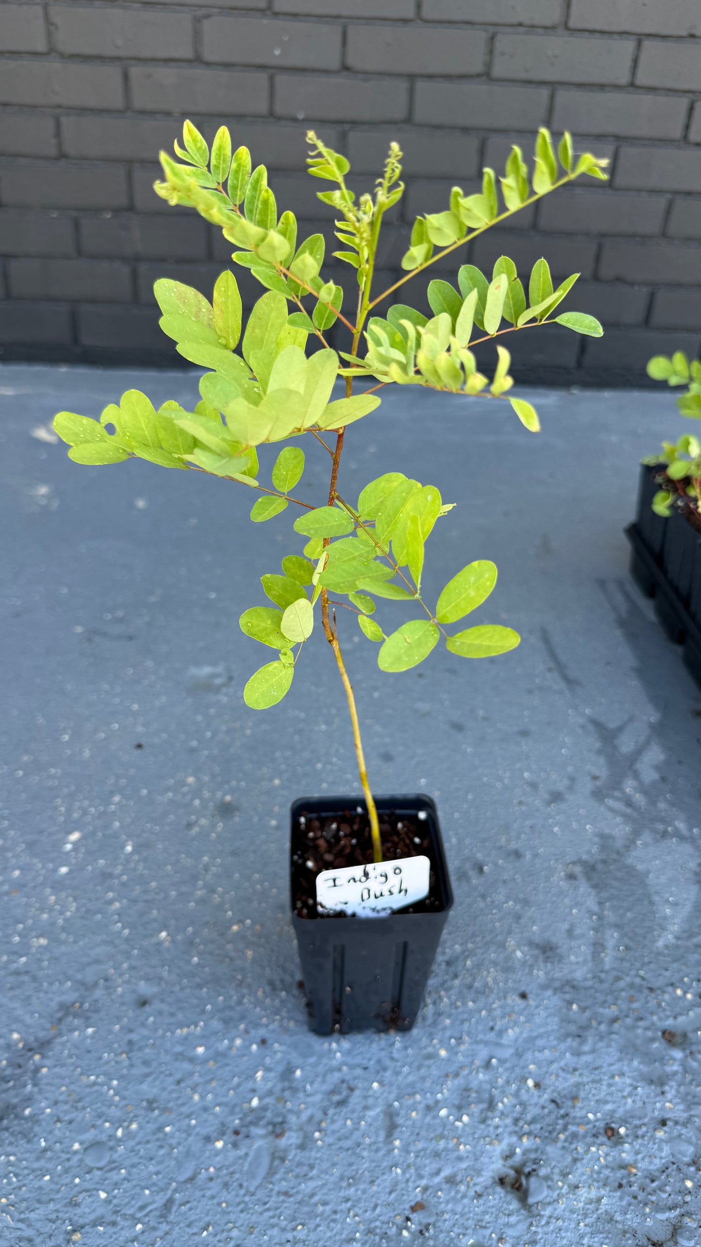 1 Indigo Bush / False Indigo (Amorpha fruticosa-Great for Bees & Butterflies 3.5x5” pots. Use Tea, Cosmetics, dye