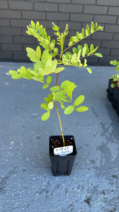 1 Indigo Bush / False Indigo (Amorpha fruticosa-Great for Bees & Butterflies 3.5x5” pots. Use Tea, Cosmetics, dye