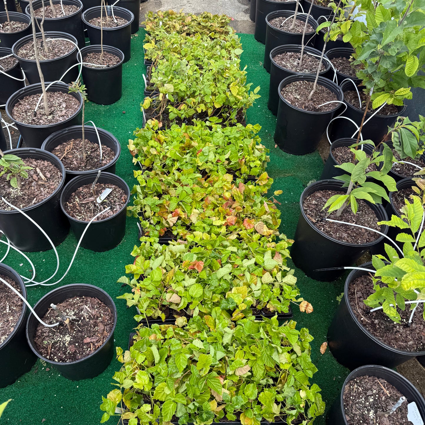 Patented Thornless BlackBerry & Raspberry Starter Plant (Plugs)- with Free 24" Greenhouse Miracle Grow Tube