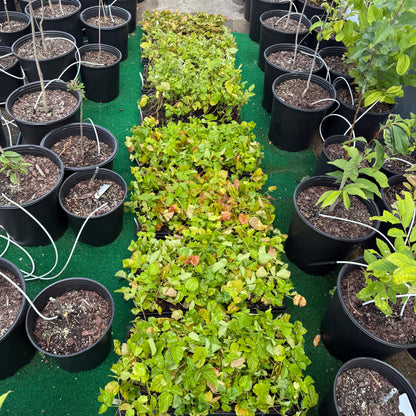 Patented Thornless BlackBerry & Raspberry Starter Plant (Plugs)- with Free 24" Greenhouse Miracle Grow Tube