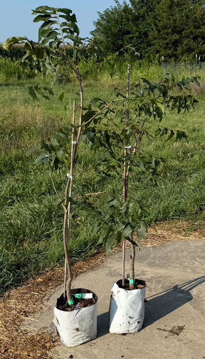 Pecan Trees-Grafted Commercial Quality Pecans- nuts in about 5 years vs over 10!