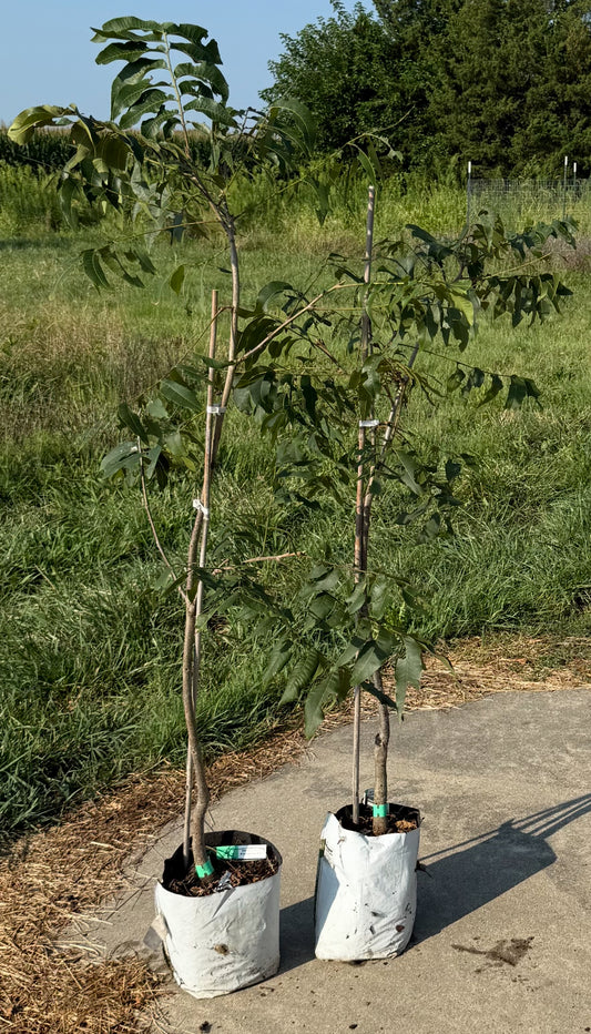 Pecan Trees-Grafted Commercial Quality Pecans- nuts in about 5 years vs over 10!