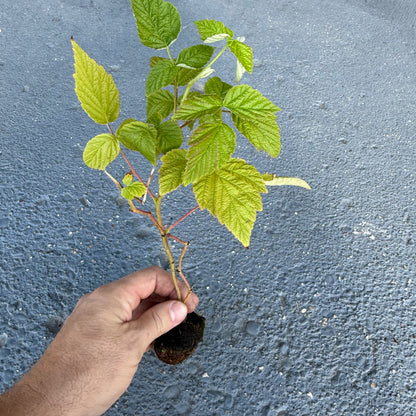 Kokanee Raspberry Plant Plug, held by hand