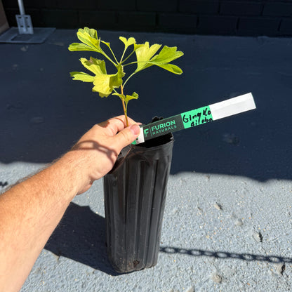 1 GINKGO BILOBA Tree- an Herb for the Mind “Fishtail Shaped”Maidenhair In the Fall Leaves