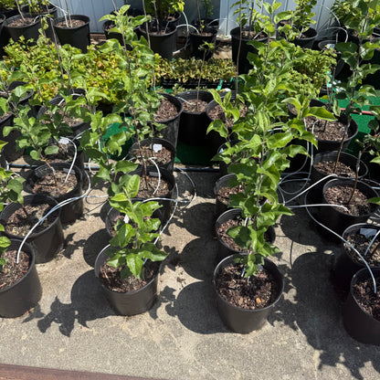 Wolf River Apple-Semi-dwarf, Walt Disney’s Favorite 1+ lb apples  (M7 rootstock)