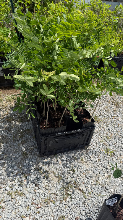 1 Kentucky Coffee Tree 4x12” Tree-pot