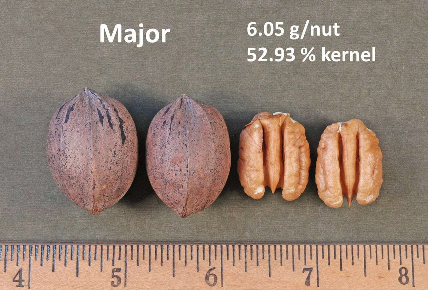 3-10 lbs Fresh Crop in-shell Indiana Grown  ‘Major & Mixed’ Pecans, Small Orchard raised, Sweeter than southern pecans!