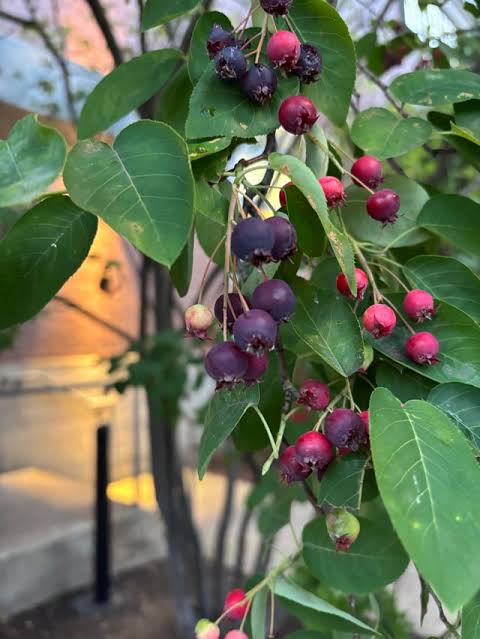 2+1 Free-Downy Service Berry Bush/Tree- Attracts Butterflies, Great Fruit (better than Blueberries) & Beautiful! 2-24”, 1-12” (bareroot)