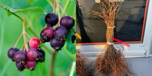 2+1 Free-Downy Service Berry Bush/Tree- Attracts Butterflies, Great Fruit (better than Blueberries) & Beautiful! 2-24”, 1-12” (bareroot)
