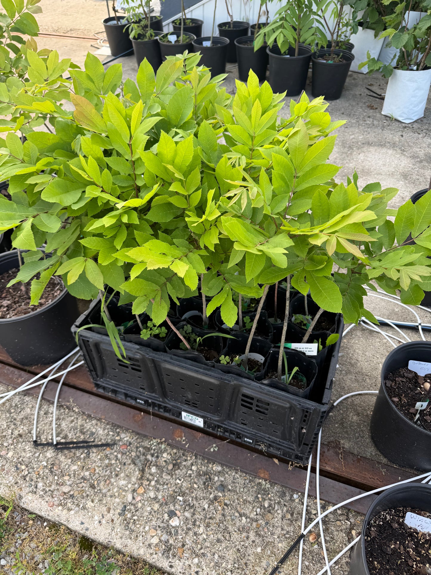 Pecan Tree Seedling- from "Deer Stand", Ultra-Northern Variety