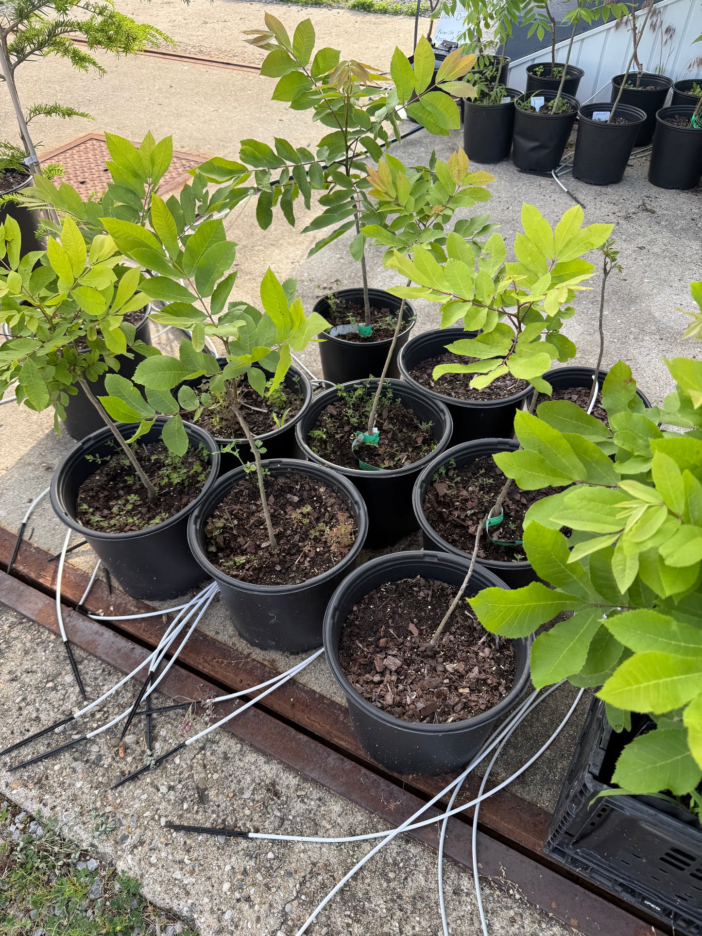 Pecan Tree Seedling- from "Deer Stand", Ultra-Northern Variety