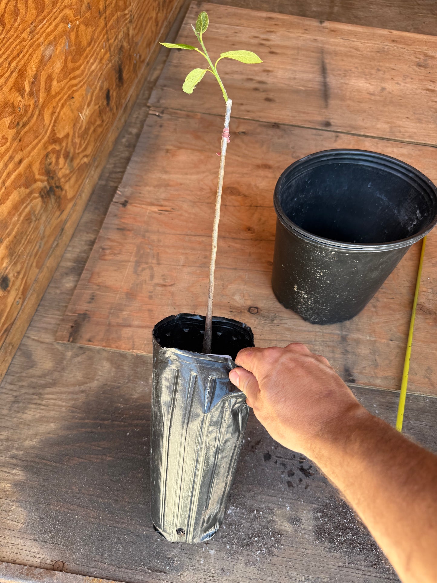 Prok Persimmons Grafted 15-18” Tall in a 4x12” tree pot