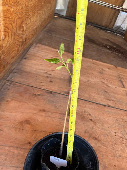 Prok Persimmons Grafted 15-18” Tall in a 4x12” tree pot