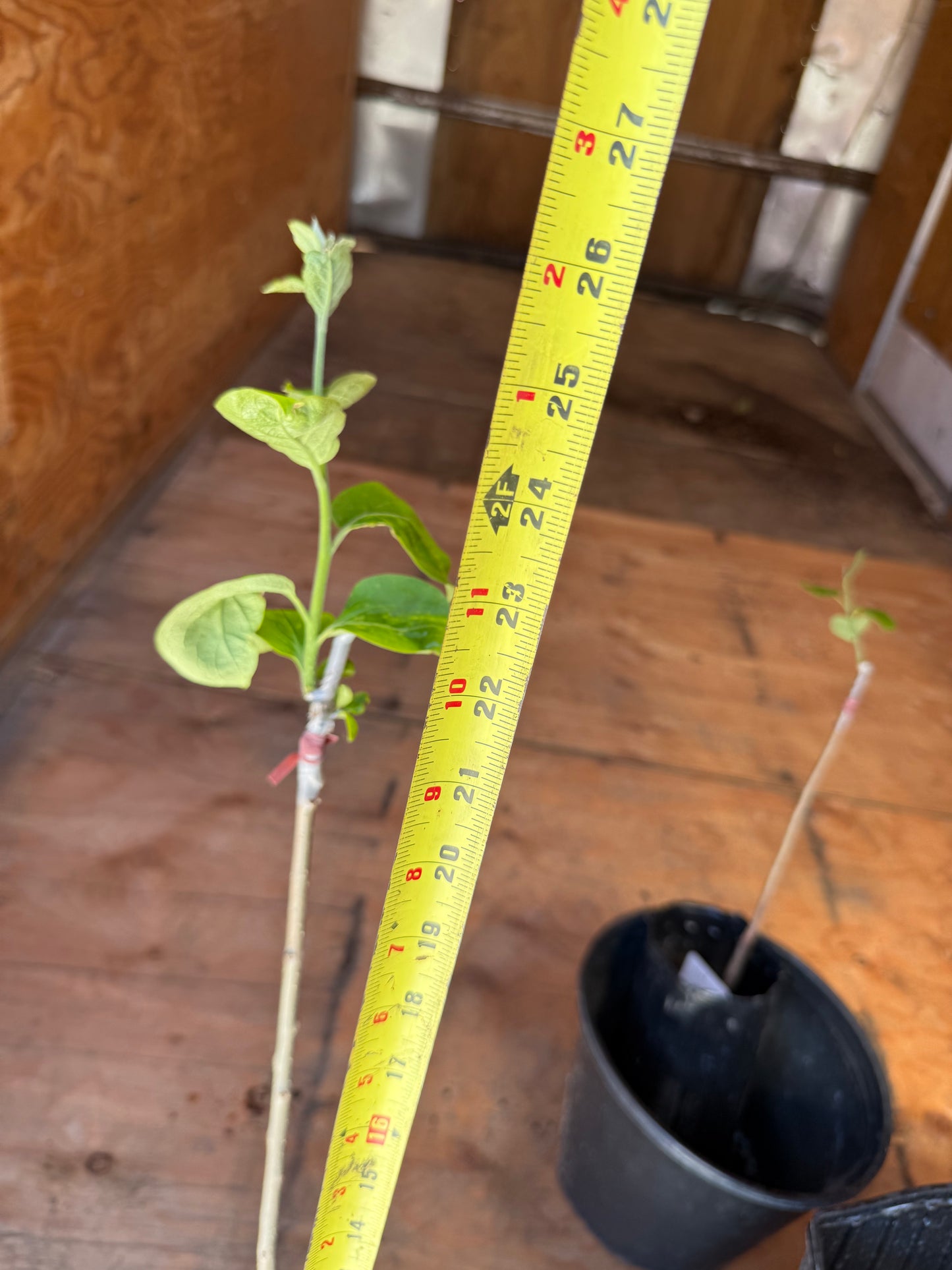 Kassandra Persimmons Grafted 26-28” Tall in a 4x12” tree pot