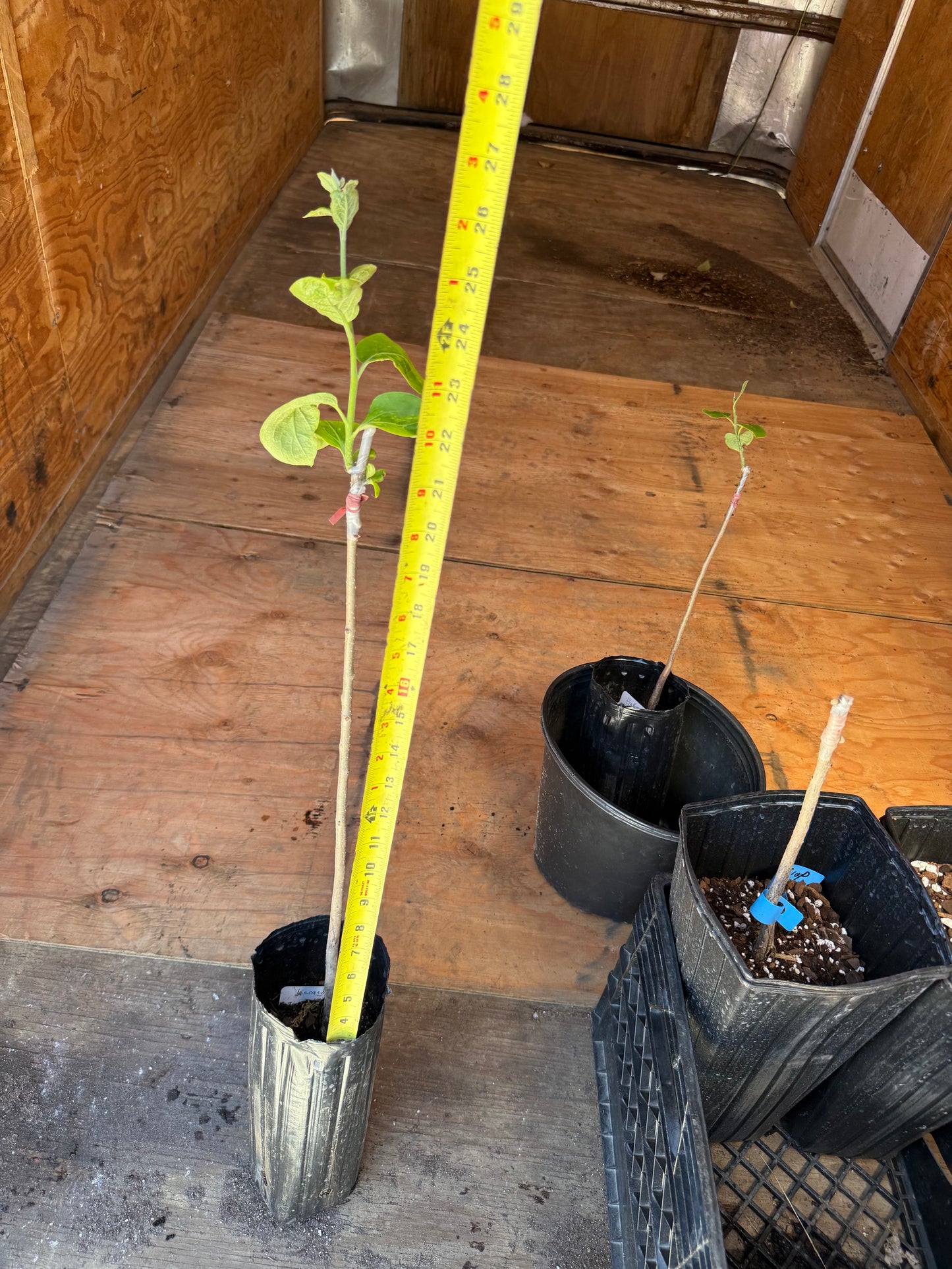Kassandra Persimmons Grafted 26-28” Tall in a 4x12” tree pot