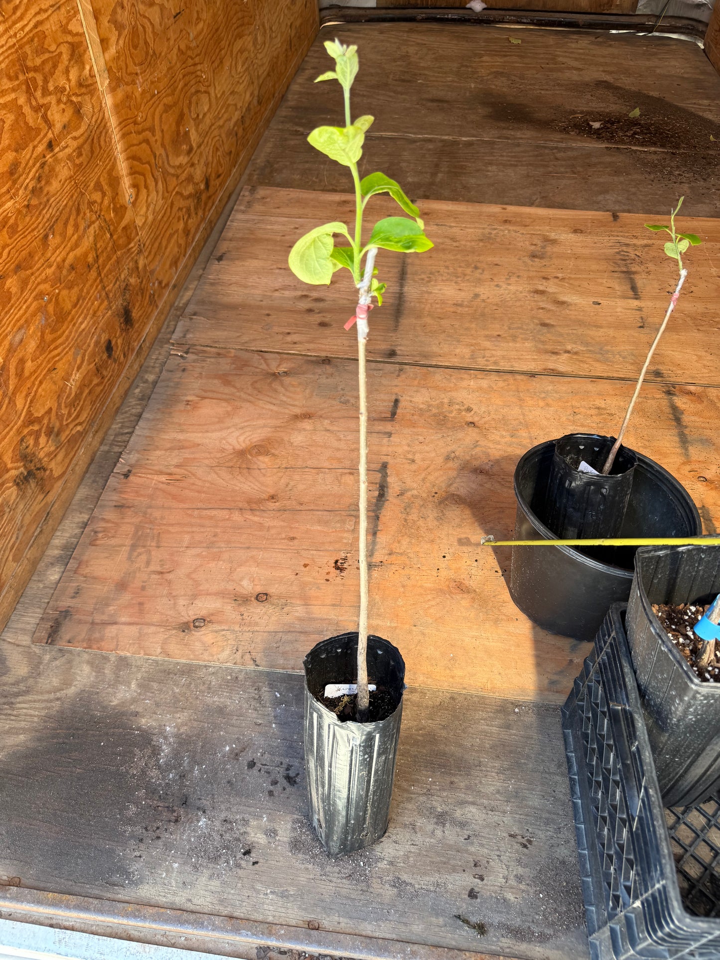 Kassandra Persimmons Grafted 26-28” Tall in a 4x12” tree pot