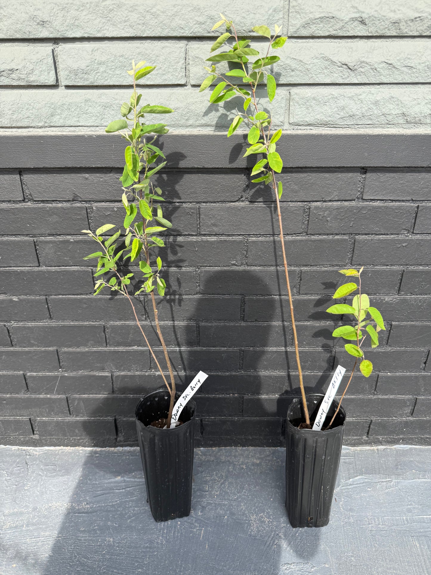18”-24” Downy Service Berry Bush/Tree-Attracts Butterflies, Great Fruit (better than Blueberries) & Beautiful! (potted)