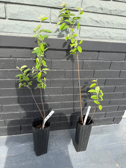 18”-24” Downy Service Berry Bush/Tree-Attracts Butterflies, Great Fruit (better than Blueberries) & Beautiful! (potted)