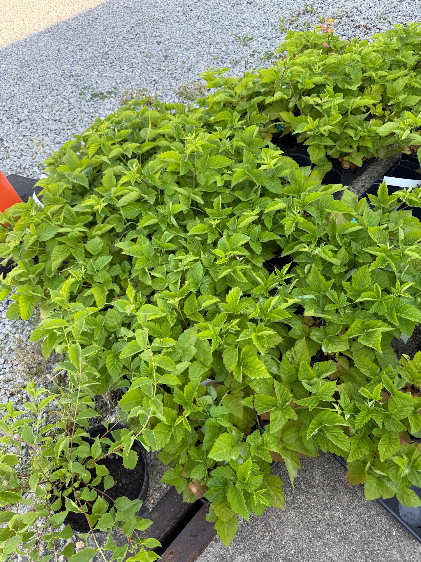 Patented Thornless BlackBerry & Raspberry Plants in 5 " Pot & FREE DIPPING of 'Diehard' mycorrhizae root dip!