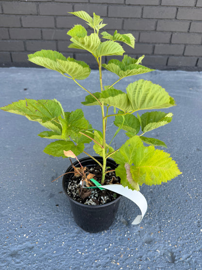Patented Thornless BlackBerry & Raspberry Plants in 5 " Pot & FREE DIPPING of 'Diehard' mycorrhizae root dip!
