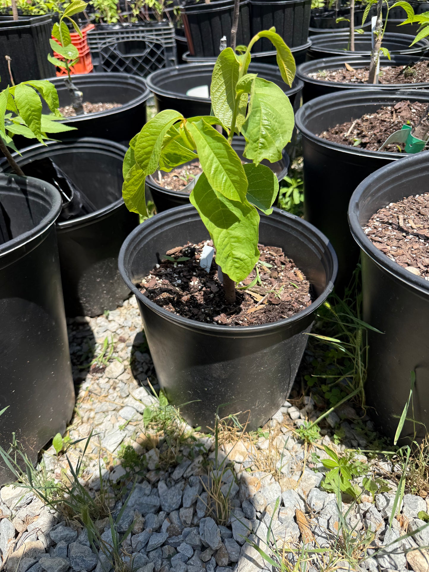 1 Newly Grafted Paw Paw Tree- Susquehanna variety