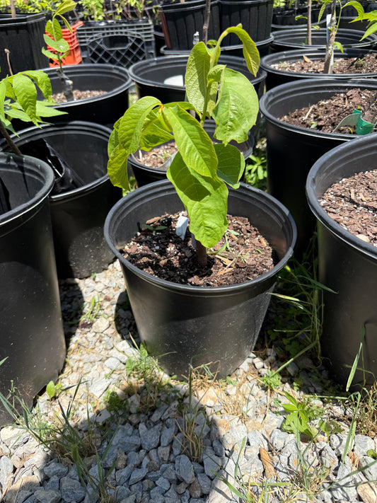 1 Newly Grafted Paw Paw Tree- Susquehanna variety