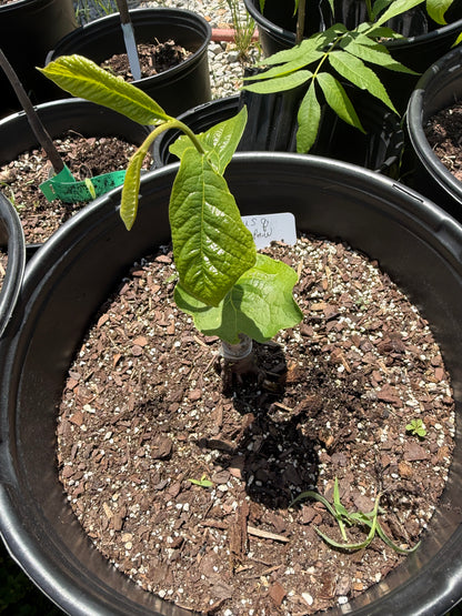 1 Newly Grafted Paw Paw Tree- Susquehanna variety