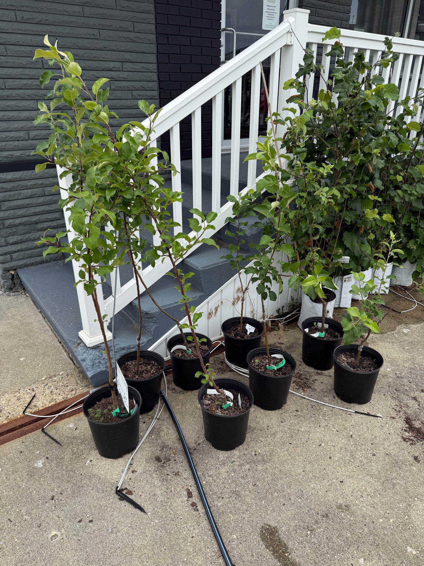 3 ft Wolf River Apple-Semi-dwarf, Walt Disney’s Favorite 1+ lb apples (choice of rootstock) M7 or M111