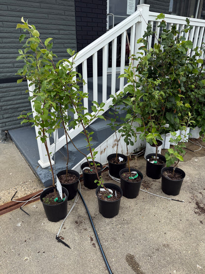 3 ft Wolf River Apple-Semi-dwarf, Walt Disney’s Favorite 1+ lb apples (choice of rootstock) M7 or M111