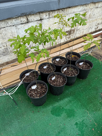 30” Pin Oak- one of the Prettiest Oak Trees in 2-3 gallon pots