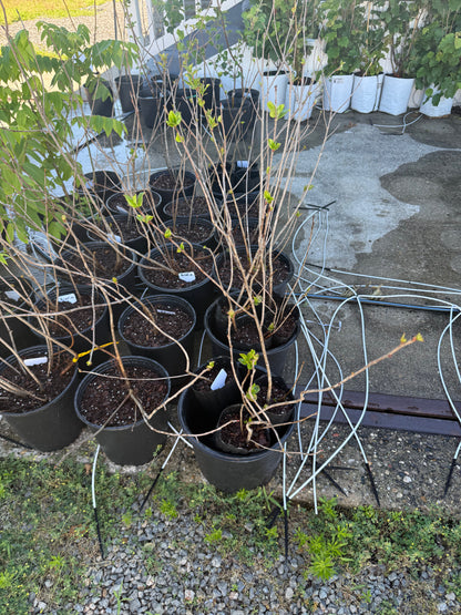 Aronia Berry “a Superfood”-24”+ Large Potted (2-3 gallon)